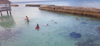 snorkelling with stingrays