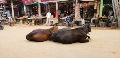 Cows resting on the street in Varanasi